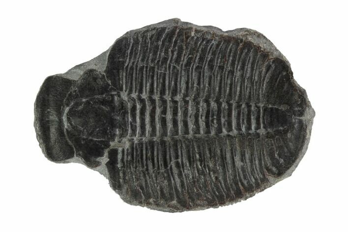 Elrathia Trilobite Molt - Wheeler Shale, Utah #97122